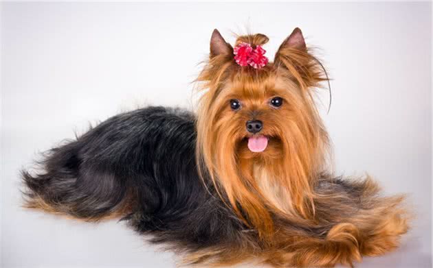 哪个犬种寿命最长