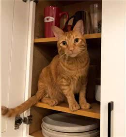 陌生猫狗来敲门是什么样的体验？整个过程也太刺激了