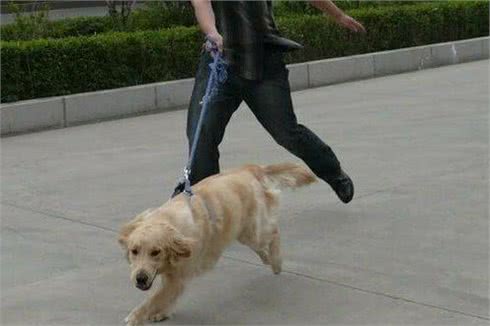 为什么一到外头，狗狗就用尽全力“拉着主人跑”？原因有5个