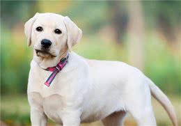 饲养狗狗幼犬时，有7大禁忌，你最好别碰