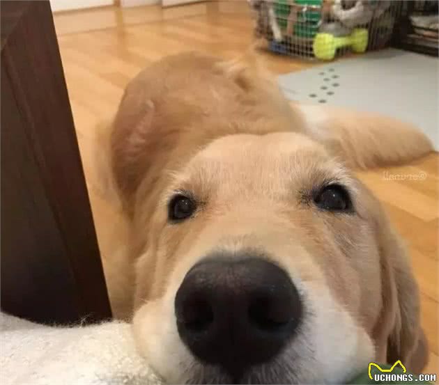 狗狗有7种“性格类型”，很多人喜欢后两种，你喜欢哪一种？