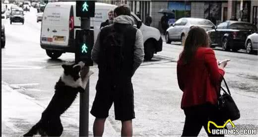 智商排名第一的边境牧羊犬：尔等凡人，养我需要智商，我只服天才