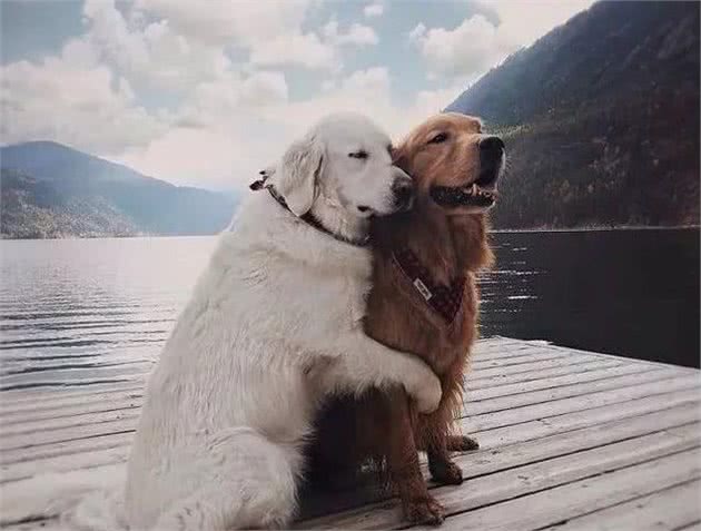 不养金毛犬，你都不知道，其实金毛有9种颜色！
