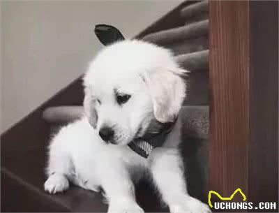 不养金毛犬，你都不知道，其实金毛有9种颜色！