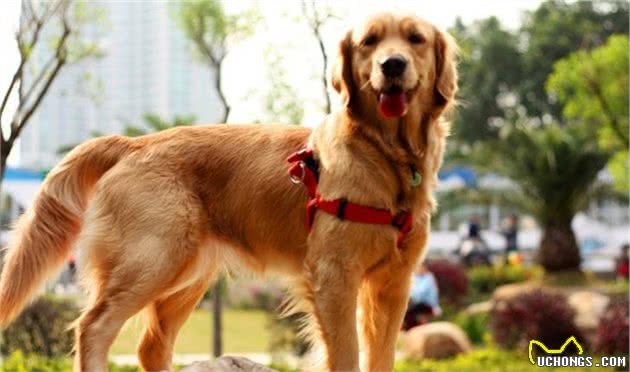不养金毛犬，你都不知道，其实金毛有9种颜色！