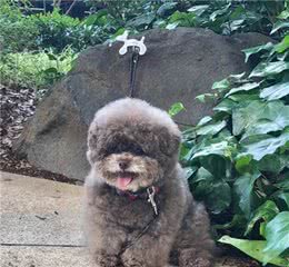 玩具贵宾犬-最可爱的Kokoro