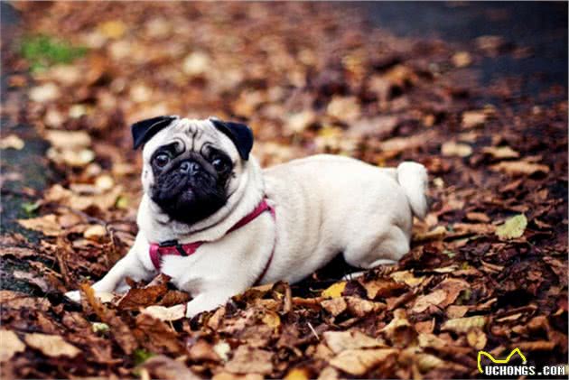 饲养巴哥犬的正确方式，你了解多少