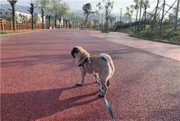 狗狗呕吐的原因