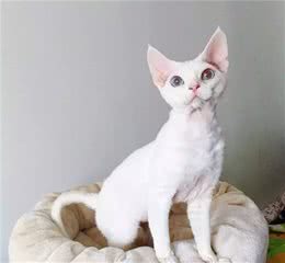 猫界粘人怪，德文卷毛猫