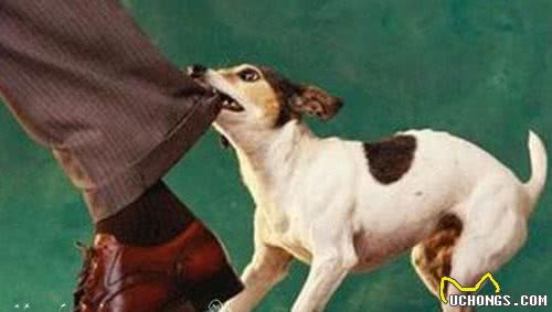 养狗新手不得不了解的8个训犬小技巧（干货篇）