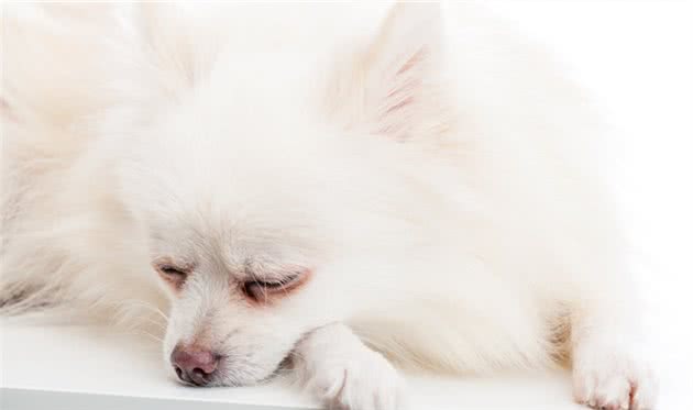 不用花钱美容，几个小妙招，教你护理博美犬