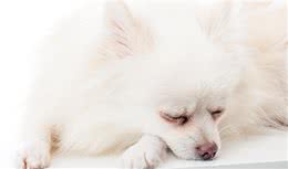 不用花钱美容，几个小妙招，教你护理博美犬