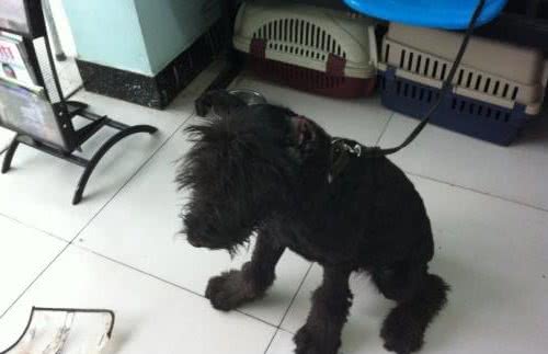 狗狗骨折手术后这样修复才是正确的