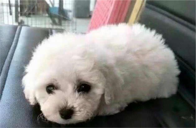 如果你家比熊有这些行为，证明它恨死你了