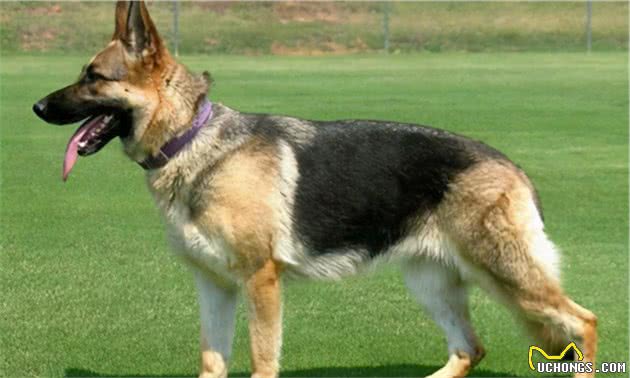 在街上遇到它们就赶紧逃，因为它们是世界上最危险的犬类