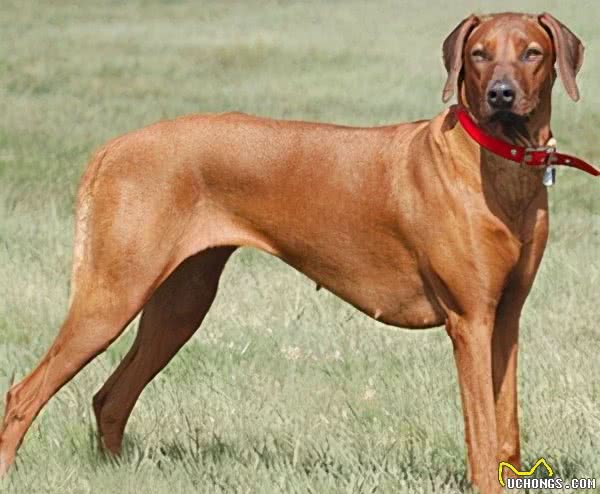 在街上遇到它们就赶紧逃，因为它们是世界上最危险的犬类