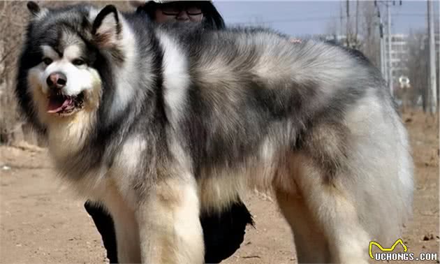 在街上遇到它们就赶紧逃，因为它们是世界上最危险的犬类