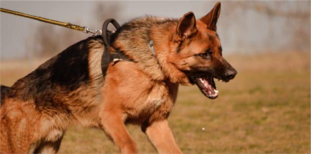 在街上遇到它们就赶紧逃，因为它们是世界上最危险的犬类