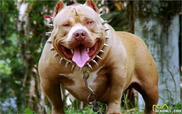 在街上遇到它们就赶紧逃，因为它们是世界上最危险的犬类