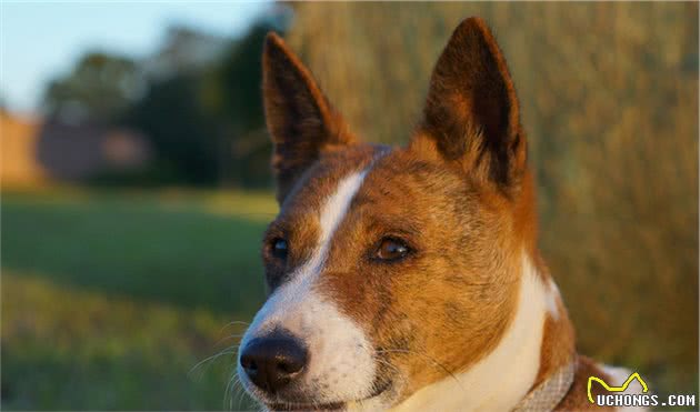 在街上遇到它们就赶紧逃，因为它们是世界上最危险的犬类
