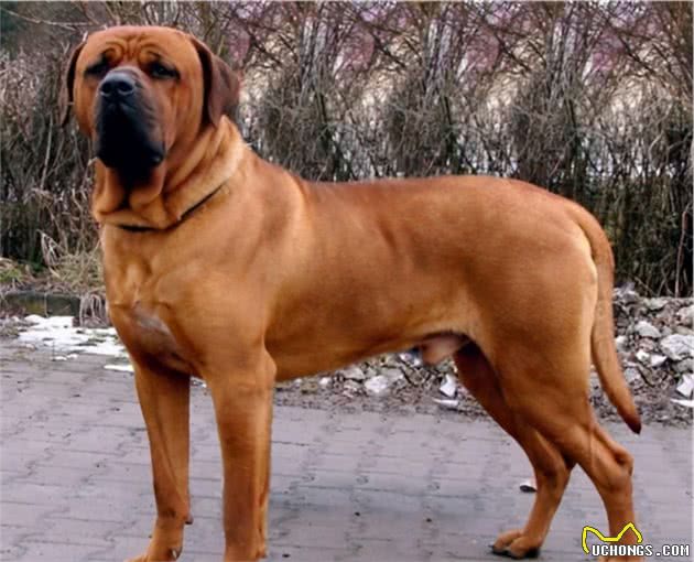 在街上遇到它们就赶紧逃，因为它们是世界上最危险的犬类
