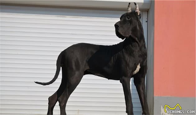 在街上遇到它们就赶紧逃，因为它们是世界上最危险的犬类