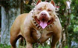 在街上遇到它们就赶紧逃，因为它们是世界上最危险的犬类