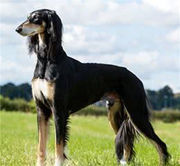 寻根问祖系列（68）：萨路基犬（Saluki）