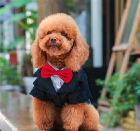 泰迪犬指甲怎么剪，指甲也能反映狗狗身体情况哦