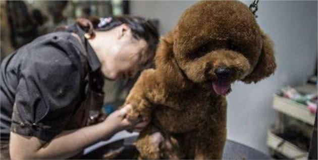 泰迪犬指甲怎么剪，指甲也能反映狗狗身体情况哦