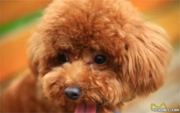 泰迪犬指甲怎么剪，指甲也能反映狗狗身体情况哦