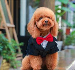 泰迪犬指甲怎么剪，指甲也能反映狗狗身体情况哦