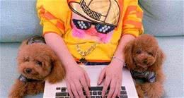 泰迪犬有这6个表现，说明它的“占有欲”非常强