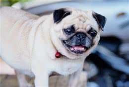 有这5种迹象的巴哥犬，其实是在跟你告别，请别错过最后时光