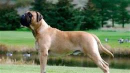 寻根问祖系列（118）：斗牛獒犬（Bullmastiff）