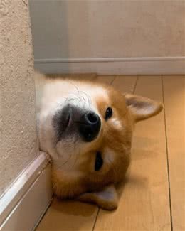 日本柴犬和人类弟弟的互动狗狗在暖炉前绝不退让？