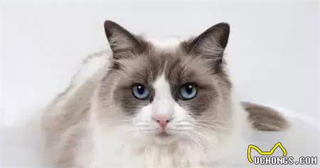 布偶猫：像女神一样高不可攀