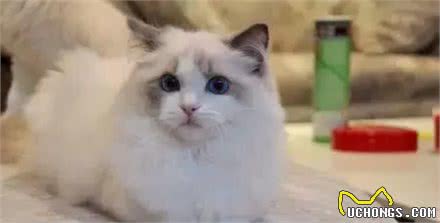 布偶猫：像女神一样高不可攀