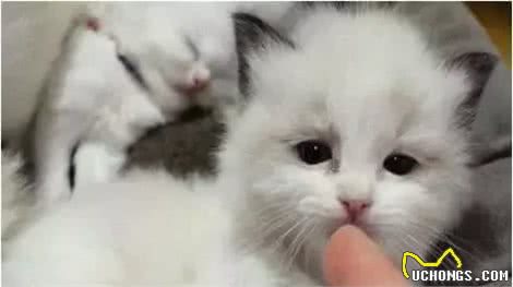 布偶猫：像女神一样高不可攀