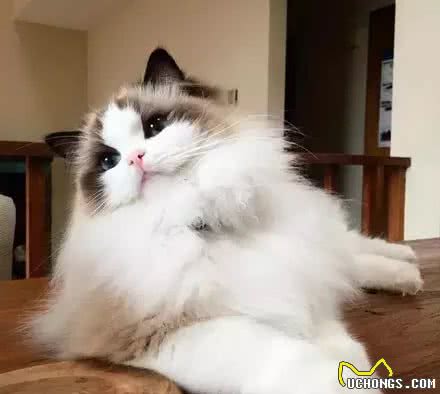 布偶猫：像女神一样高不可攀