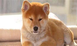 养宠心得：狗身上有癣能自愈吗？护理狗癣的措施参考