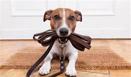 和伴侣犬一起生活！petetiquette宠物礼节