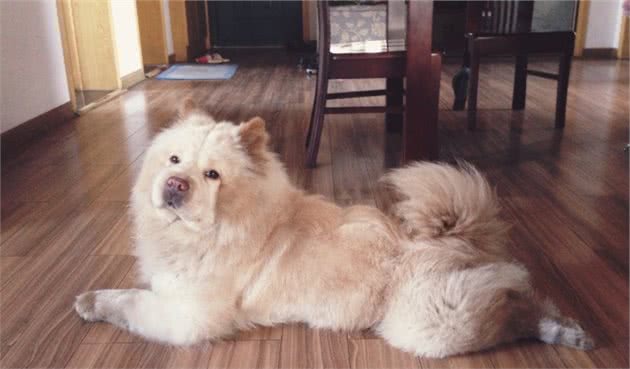 饲养松狮犬常见的5个喂食误区，宠主快避开