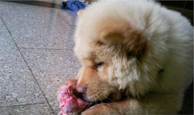 饲养松狮犬常见的5个喂食误区，宠主快避开