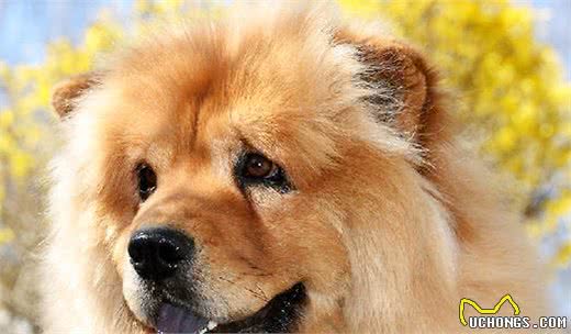 饲养松狮犬常见的5个喂食误区，宠主快避开