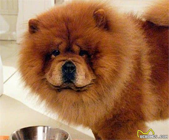 饲养松狮犬常见的5个喂食误区，宠主快避开