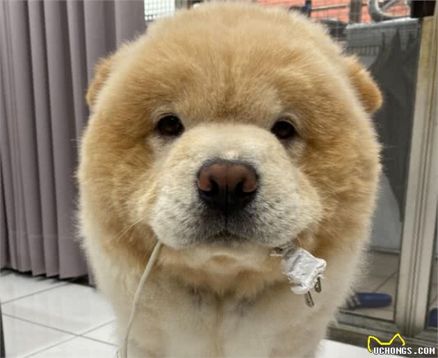 饲养松狮犬常见的5个喂食误区，宠主快避开