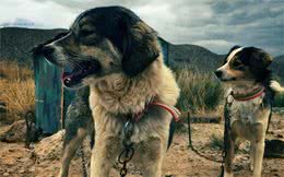 读懂狗狗的叫声有狗狗的没狗狗的都进来重点篇