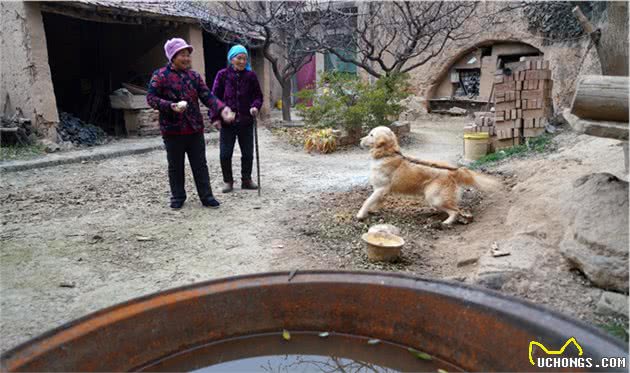 孙子送奶奶1个宠物犬，8旬老人用奶粉将它养大，能看家护院