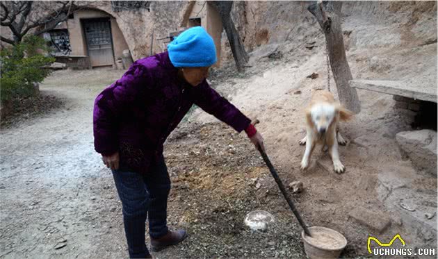 孙子送奶奶1个宠物犬，8旬老人用奶粉将它养大，能看家护院